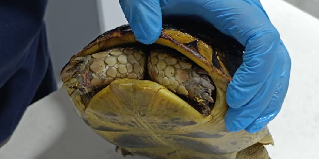 Yangından kurtarılan kaplumbağa hala travmada: 'Kafasını çıkarmıyor' 1